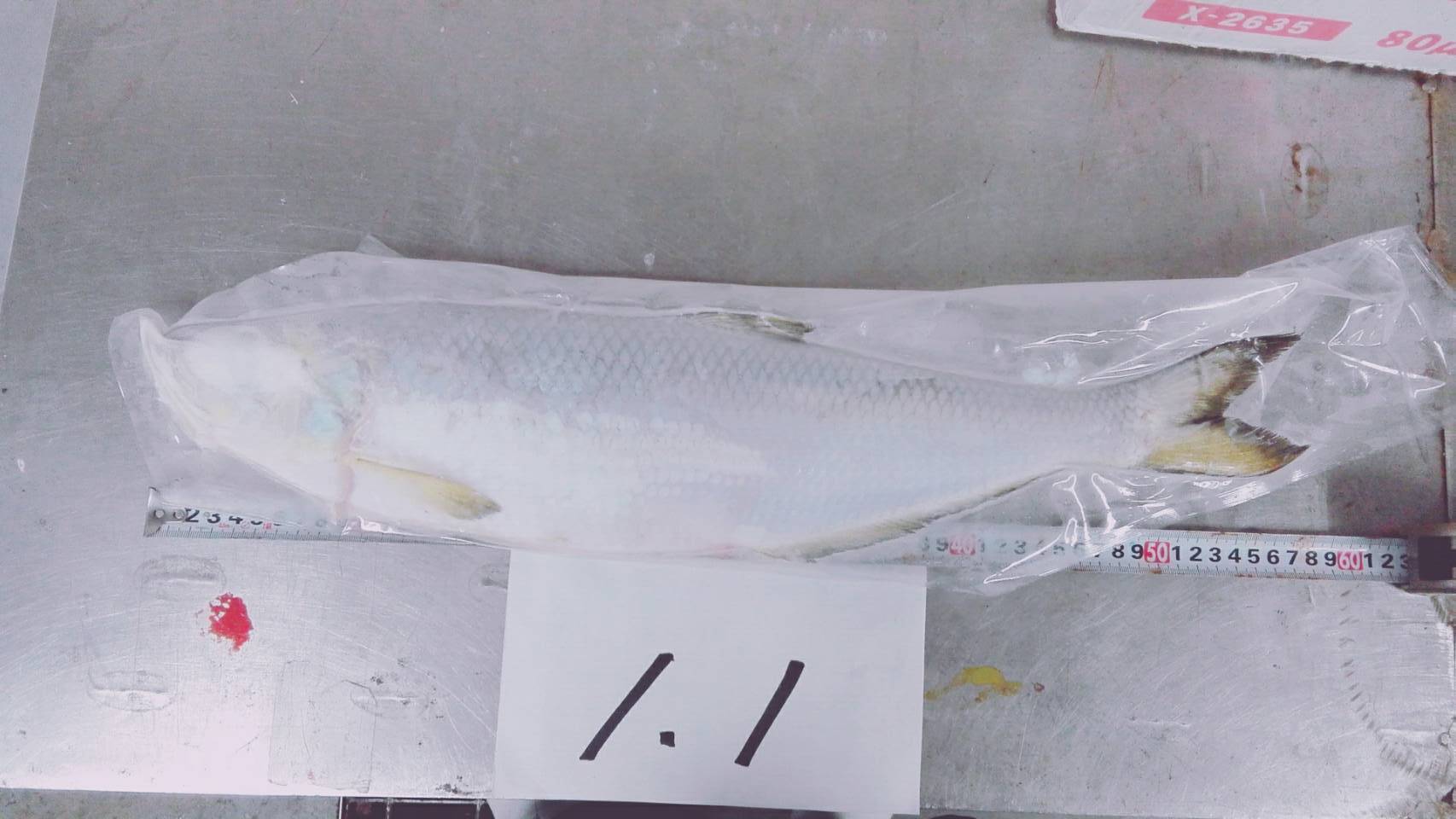 鳓魚2